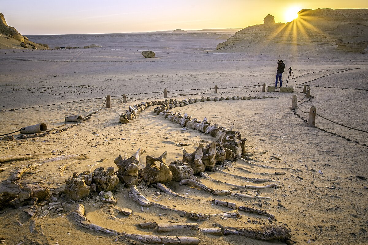 2 day trip to the white desert and wadi el Hitan from Cairo