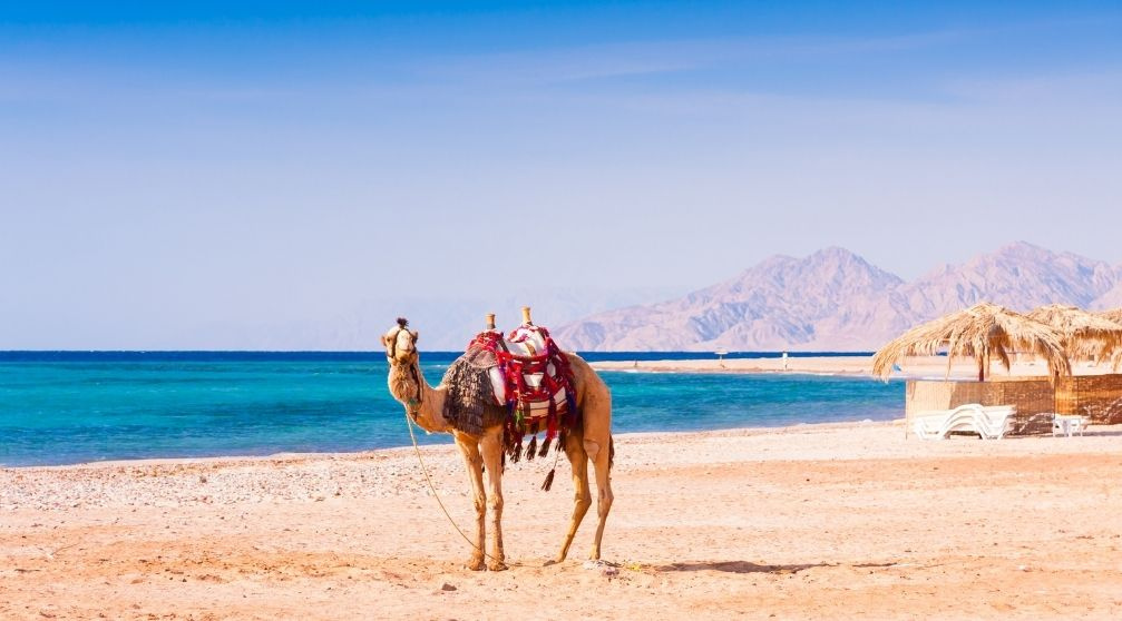8 Day Egypt tour Package Cairo and Nile cruise with Red Sea