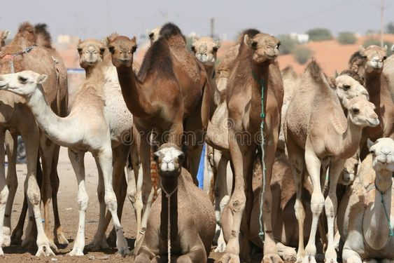 Day tour to Darawa camel markets