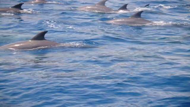Dolphin house boat snorkeling excursion from Hurghada