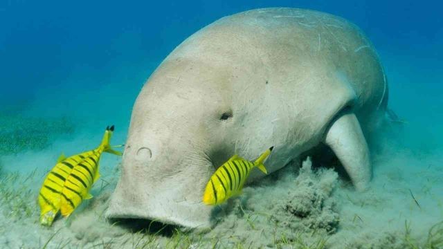 Find the Dugong at Abu Dabab beach by Speed boat from Hurghada
