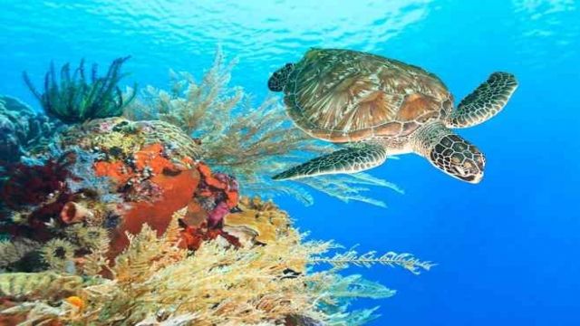 Find the Dugong at Abu Dabab beach by Speed boat from Hurghada