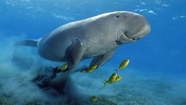 Find the Dugong in Marsa Alam by Speed Boat