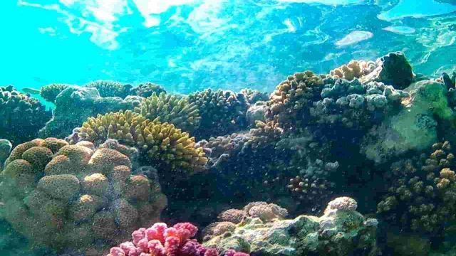 Snorkeling excursion to the dolphin house from Makadi