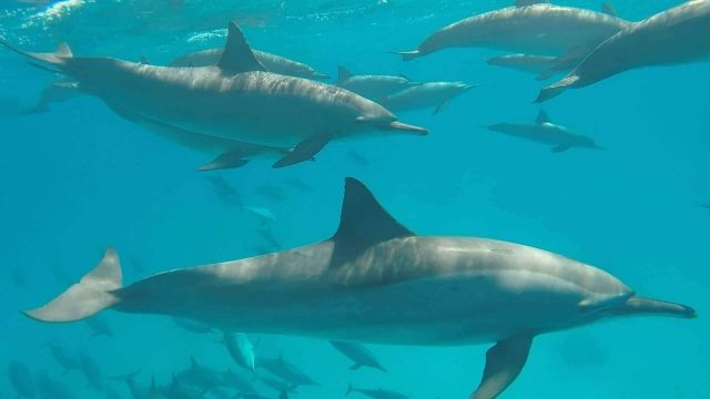 Snorkeling excursion to the dolphin house from Makadi