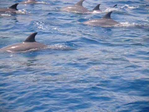 Snorkeling excursion to the dolphin house from Makadi