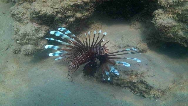 Snorkeling trip to the dolphin house from Makadi