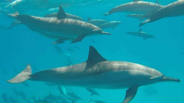 Snorkeling trip to the dolphin house from Makadi