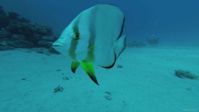 Snorkeling trip to the dolphin house from Makadi