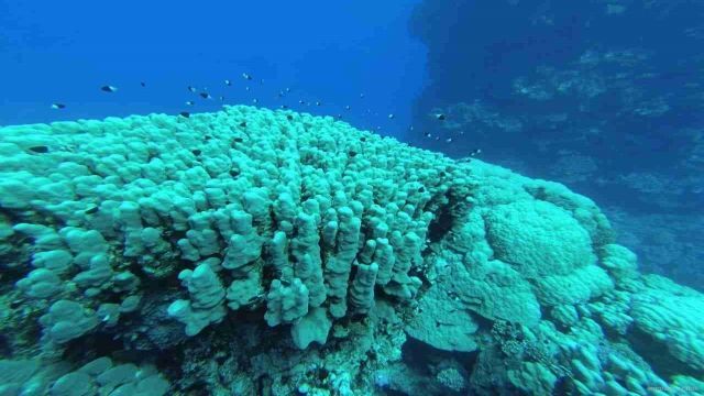 Snorkeling trip to the dolphin house from Makadi