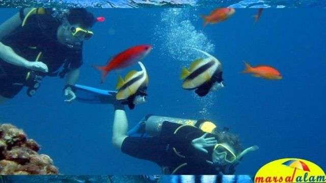 snorkeling at dolphin house from marsa alam