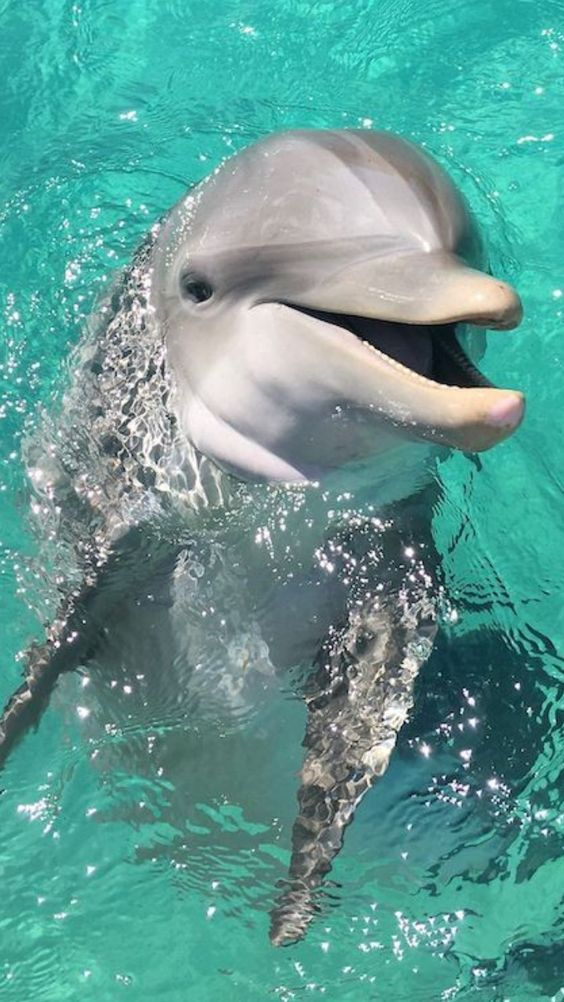 Schnorchelausflug mit Übernachtung am Sataya Delfinriff ab Marsa Alam