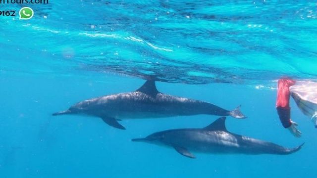 Esnórquel en Satayah Dolphin Reef desde Marsa Alam
