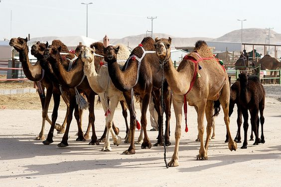 Excursion de un dia a los mercados de camellos de Darawa