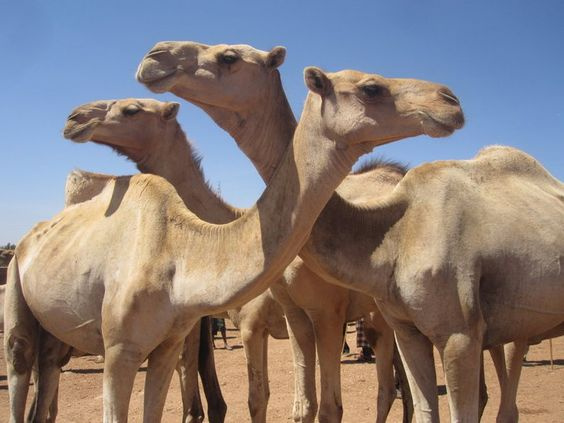 Excursion de un dia a los mercados de camellos de Darawa