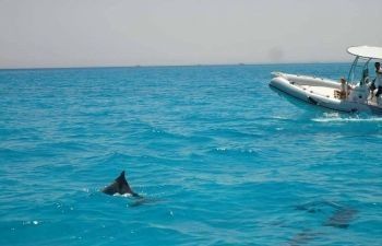 Tour privado en lancha rápida al Dolphin House en Hurghada