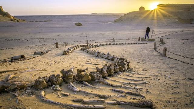 Excursion de 3 jours au désert blanc et au wadi el Hitan depuis Louxor