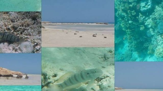 Journée de plongée en apnée à Sharm el Lulli et wadi El Qulaan