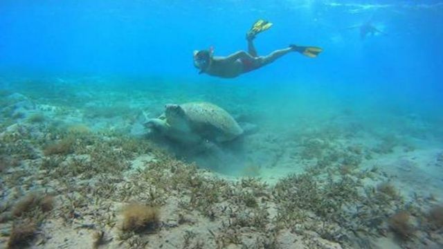 abu dabbab dugong bay hurghada egypte excursions