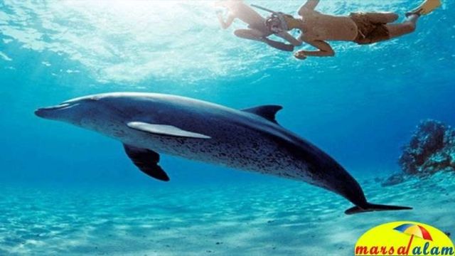 plongée en apnée à la maison des dauphins de marsa alam