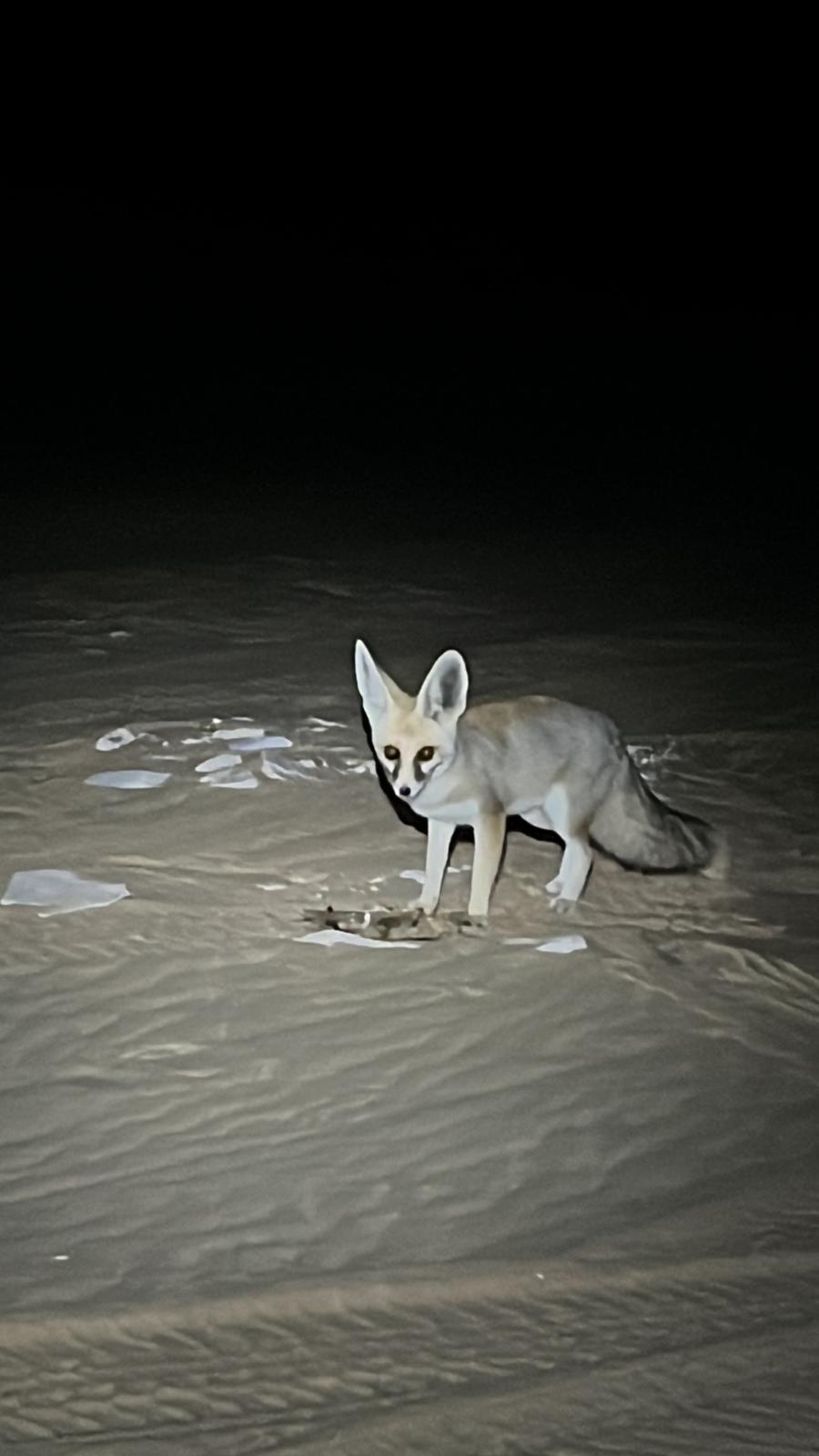 Desert Fox-The white desert