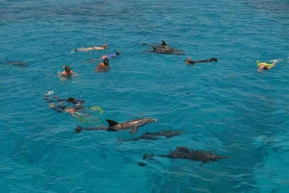 Private snorkeling boat Trip to dolphin house from El Gouna