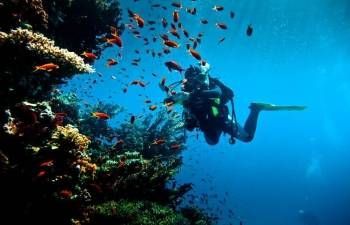 Scuba diving trip from Makadi