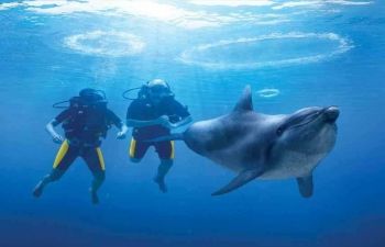overnight Diving Trip At Satayh Dolphin Reef Portghalib