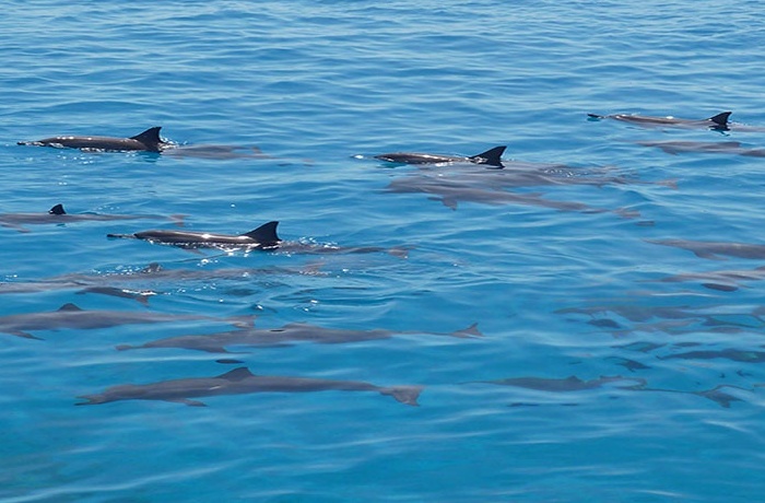 Escursioni di snorkeling da El Gouna