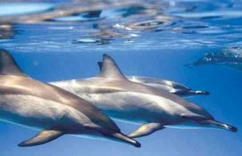 Escursione alla Barriera Corallina dei Delfini di Satayh