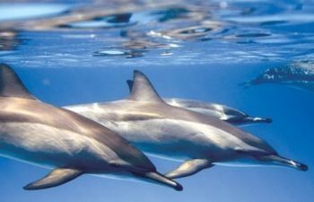 Snorkeling Trip Al Sataya Dolphin Reef di Marsa Alam