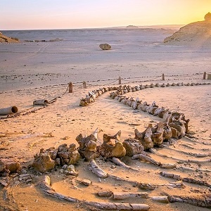 Dingen om te doen in Marsa Alam