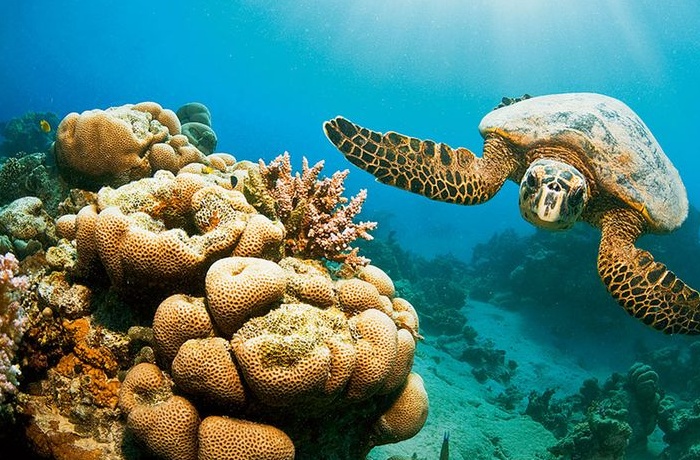 Dingen om te doen in Marsa Alam