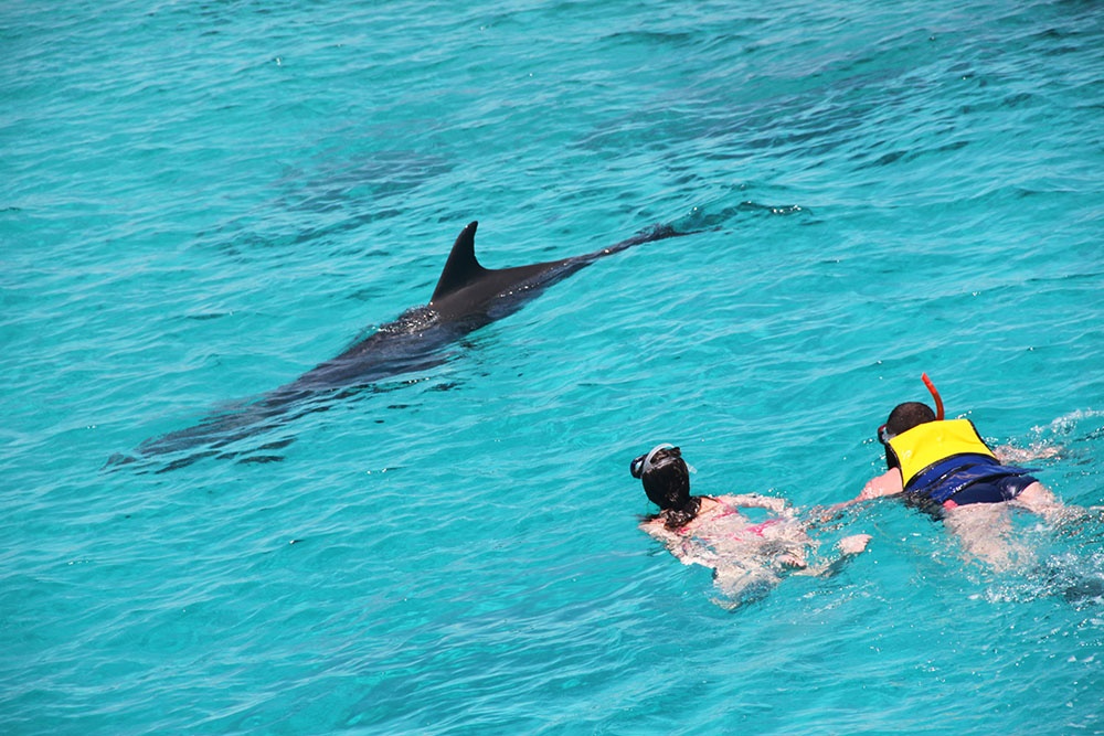 snorkeltrip naar het dolfijnenhuis vanuit Hurghada