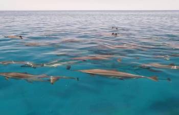 Privéboottocht naar Sataya dolfijnrif vanuit Marsa Alam