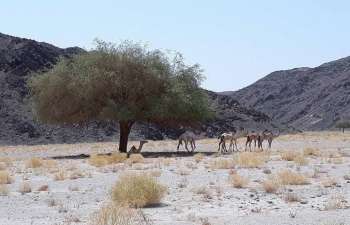 Wadi El Gemal Excursies in Marsa Alam