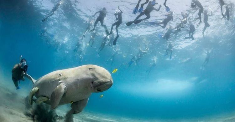 abu dabbab dugong bay marsa alam excursies