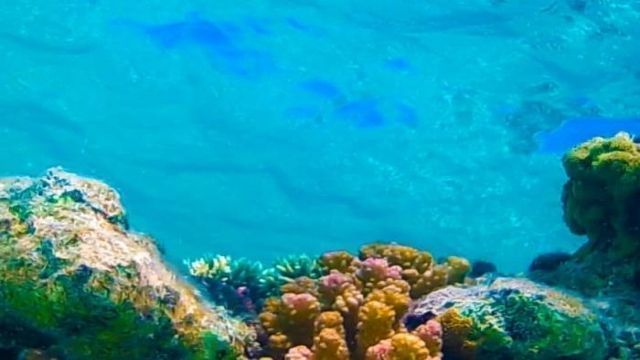 Wycieczka snorkelingowa na wyspy Hamata z Marsa Alam