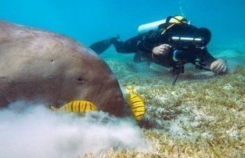 Wycieczka nurkowa wprowadzająca do Portghalib z Marsa Alam