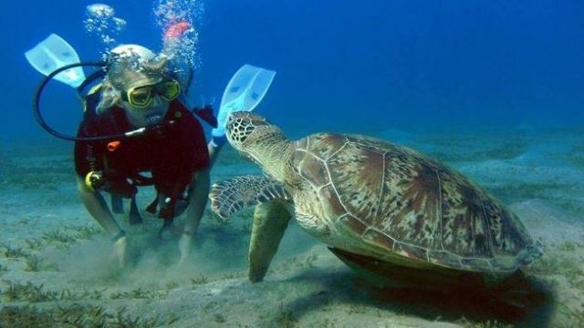 Excursie de scufundari din Hurghada